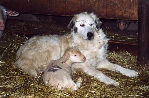 patou&agneau